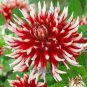 100 seeds Dahlia Flower Seeds Big Blooms Dark Red White Double Petails