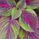 100 seeds Bi-Coloured Salad Perilla Shiso