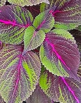 100 seeds Bi-Coloured Salad Perilla Shiso