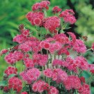 10 seeds Ageratum Red Sea Seeds