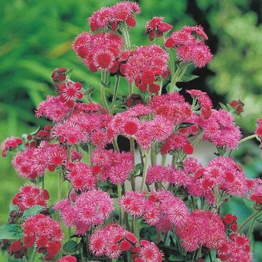 10 seeds Ageratum Red Sea Seeds
