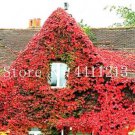 200 seeds Creepers Green Boston Ivy Bonsai Green Leaf Flowers Plant
