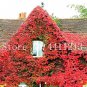 200 seeds Creepers Green Boston Ivy Bonsai Green Leaf Flowers Plant