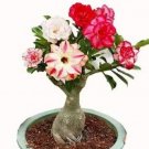 5 seeds Adenium Seeds 5-in-1 Colors on the Tree Desert Rose Flowers Seeds