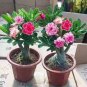5 seeds Adenium Seeds 5-in-1 Colors on the Tree Desert Rose Flowers Seeds
