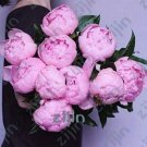 20 seeds Peony Flower Seeds Pink Double Flowers