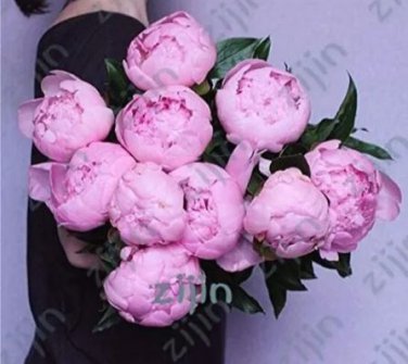20 seeds Peony Flower Seeds Pink Double Flowers