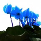 100 seeds Cyclamen Flower,Beautiful Seed Flower Flores for Home