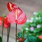 100 seeds Cyclamen Flower,Beautiful Seed Flower Flores for Home