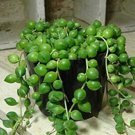 100 seeds Round Pearl Chlorophytum Bonsai Beads Bonsai Absorb Formaldehyde