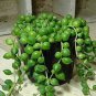 100 seeds Round Pearl Chlorophytum Bonsai Beads Bonsai Absorb Formaldehyde