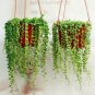 100 seeds Round Pearl Chlorophytum Bonsai Beads Bonsai Absorb Formaldehyde