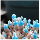 100 seeds Mini Blue Succlent Seed Monilaria Obconica Rabbit Living Lithops Flowers Seed