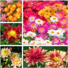 250 Ground-cover Chrysanthemum Seeds
