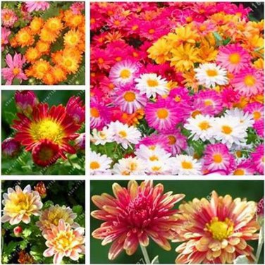 250 Ground-cover Chrysanthemum Seeds
