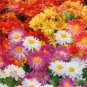 250 Ground-cover Chrysanthemum Seeds