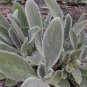 100 seeds Stachys byzantina Seeds Lamb's Ear