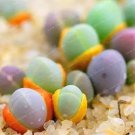 100 seeds Succulent Plants Bonsai Per Pack Gibbaeum Heathii Bonsai