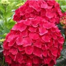 50 seeds Multiple Color Choice Hydrangea Bonsai Perennial Flower