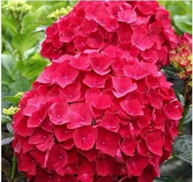 50 seeds Multiple Color Choice Hydrangea Bonsai Perennial Flower