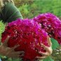50 seeds Multiple Color Choice Hydrangea Bonsai Perennial Flower