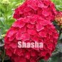 50 seeds Multiple Color Choice Hydrangea Bonsai Perennial Flower