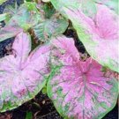 200 seeds Imported Caladium Plant Outdoor & Indoor Perennial Flowers