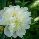 5 seeds ao Huang' Peony Seeds