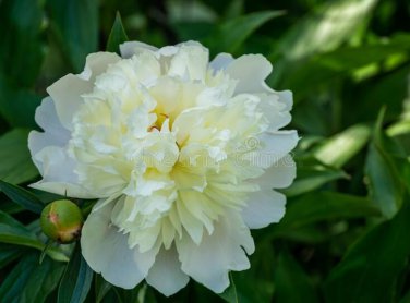 5 seeds ao Huang' Peony Seeds