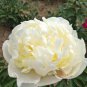 5 seeds ao Huang' Peony Seeds