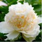 5 seeds ao Huang' Peony Seeds
