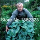 200 seeds Colorful Hosta Flores Indoor Bonai Seeds
