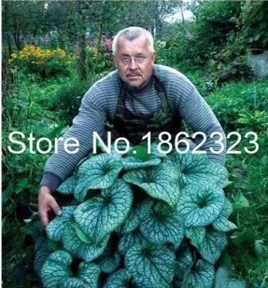 200 seeds Colorful Hosta Flores Indoor Bonai Seeds