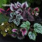 200 seeds Colorful Hosta Flores Indoor Bonai Seeds