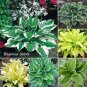 200 seeds Colorful Hosta Flores Indoor Bonai Seeds