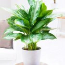 100 seeds Aglaonema spp Sansevieria Bonsai Indoor Plants