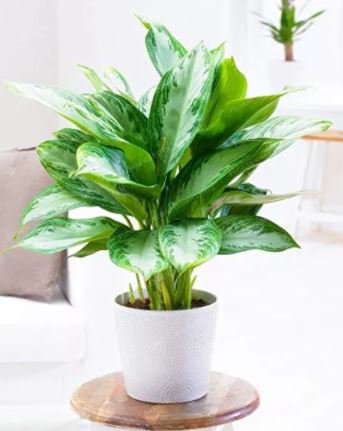 100 seeds Aglaonema spp Sansevieria Bonsai Indoor Plants