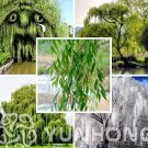 50  seeds Beautiful True Seeds Fresh Giant Garden Decoration Green Willow Tree