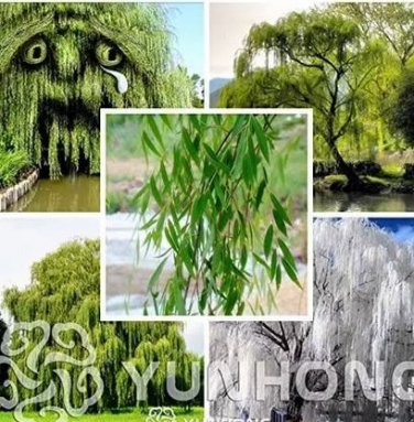 50  seeds Beautiful True Seeds Fresh Giant Garden Decoration Green Willow Tree
