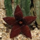 100 seeds Stapelia Pulchella Bonsai Lithops Mix Succulents Raw Stone Cactus Plant