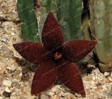 100 seeds Stapelia Pulchella Bonsai Lithops Mix Succulents Raw Stone Cactus Plant