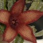 100 seeds Stapelia Pulchella Bonsai Lithops Mix Succulents Raw Stone Cactus Plant