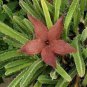 100 seeds Stapelia Pulchella Bonsai Lithops Mix Succulents Raw Stone Cactus Plant
