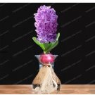 1 seeds Light Purple Hyacinth Bulb