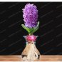 1 seeds Light Purple Hyacinth Bulb
