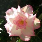 2 seeds Adenium Light Pinkish White Flower Seeds