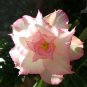 2 seeds Adenium Light Pinkish White Flower Seeds