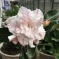 2 seeds Adenium Light Pinkish White Flower Seeds