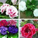 100 seeds Gloxinia Plant Seeds Mixed Purple White Pink ect 9 Colors