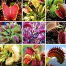 300 seeds Garden Potted Flytrap Seeds Dionaea Muscipula